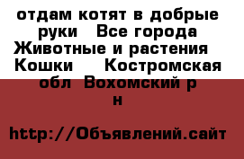 отдам котят в добрые руки - Все города Животные и растения » Кошки   . Костромская обл.,Вохомский р-н